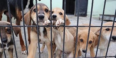 İzmir'de 35 STK'dan sokak hayvanları deklarasyonu: Miting düzenlenecek